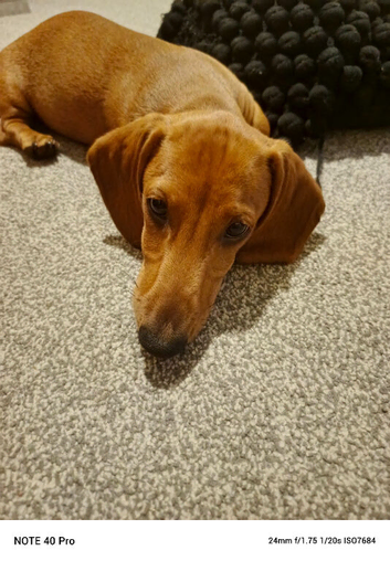 Dapple dashhounds