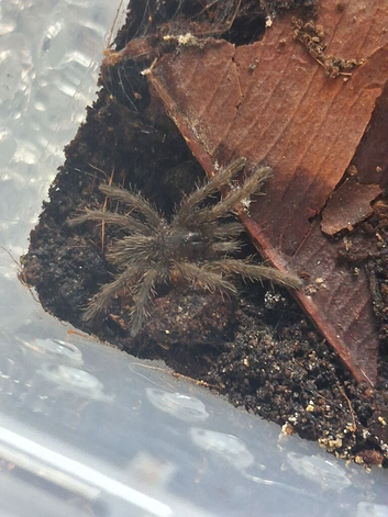 Tarantulas free to good homes