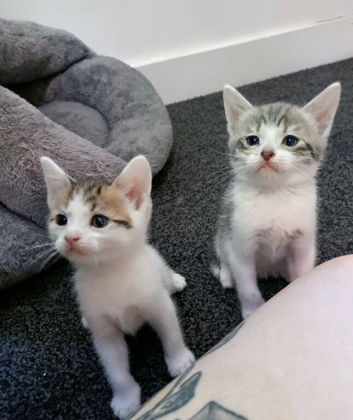 beautiful babies for sale