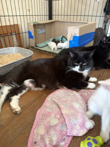 3 boy kittens READY TO LEAVE