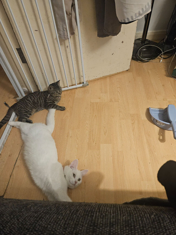 Kittens for sale