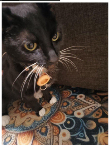 Beautiful 2-Year-Old Female Cat Looking for a Loving Home