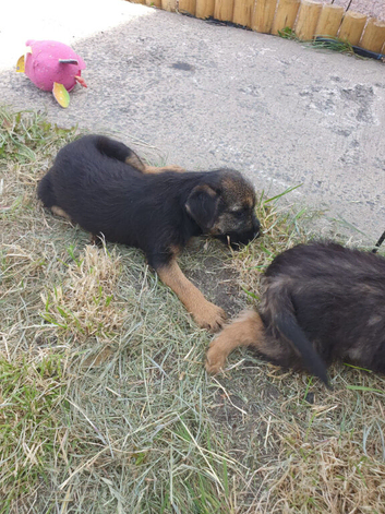 3 littler boarder terrier puppies left of a litter of 8