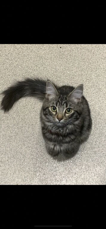 Mainecoon/ragdoll kittens