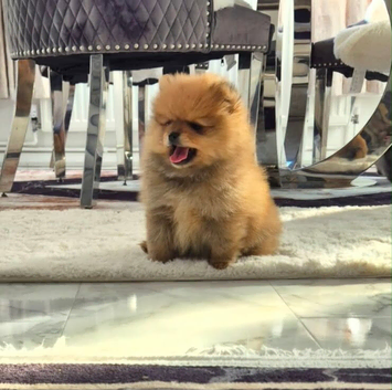 Pomeranian 3 boy