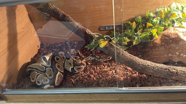 Standard Ball python