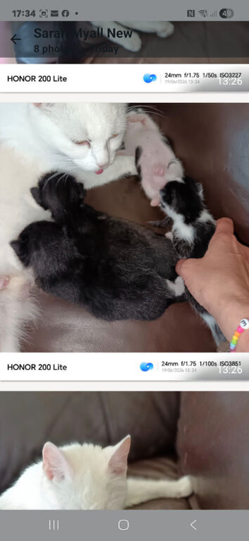 Kittens
