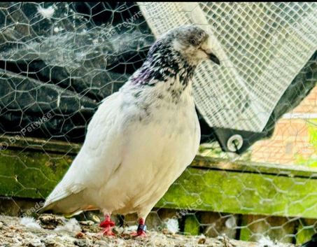 White Pakistani Highflyer