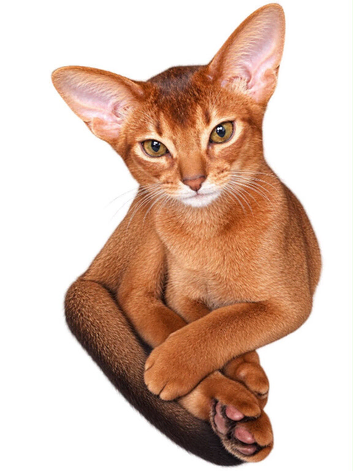 Abyssinian Sorrel Kitten Girl