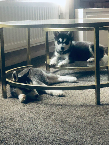 2 x husky puppies