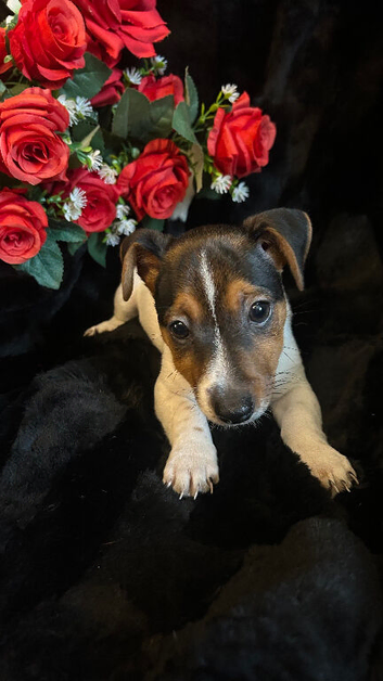 jack Russell