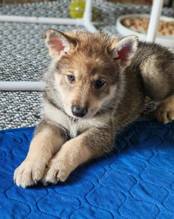 Northern Inuit puppies