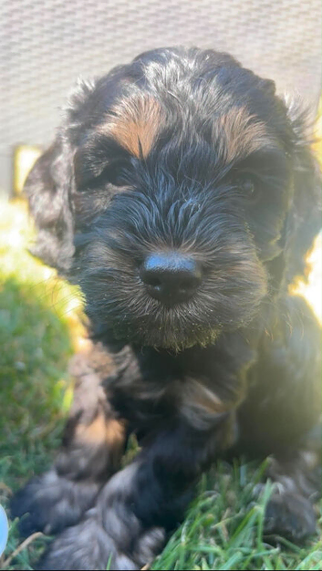 Three beautiful girl cockapoo puppy left