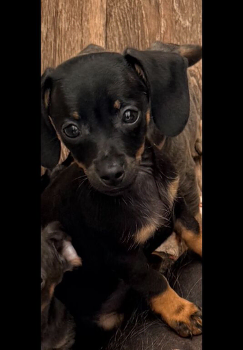 Stunning chiweenie puppies.....