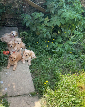Absolutely gorgeous Cavapoo puppies