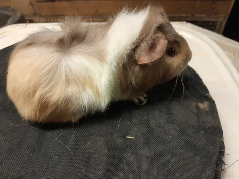 Baby guinea pigs available