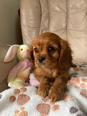 Fox red Cavalier spaniels girls and boys