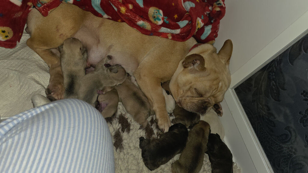 French bulldog puppies