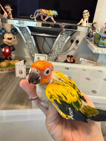 Selling baby handreared sun conures