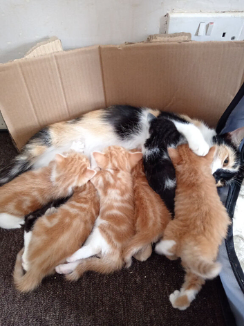 5 beautiful kittens