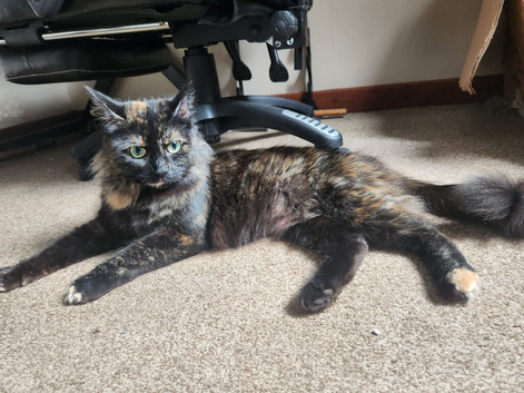 1 female kitten for sale