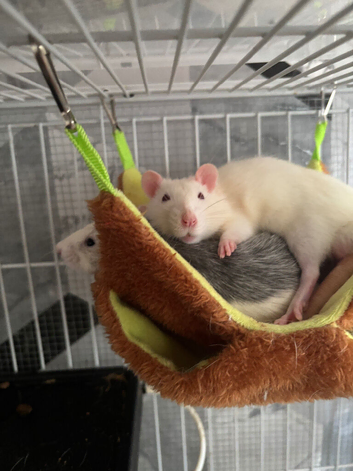 3 male dumbo rats for rehoming