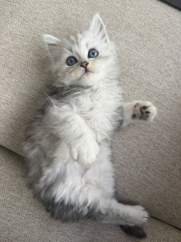 Ready to leave - Adorable Persian kittens