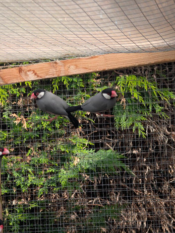 Cockateils and java sparrows