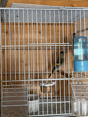 Goldfinch x red Siskin