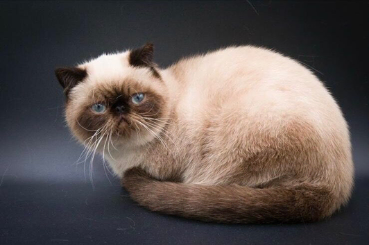 Stud Duties Only - Exotic Shorthair