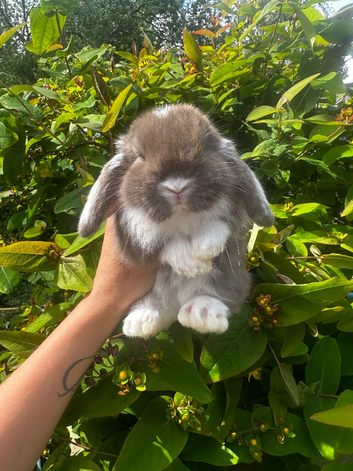 The Sweetest Baby Bunny&rsquo;s