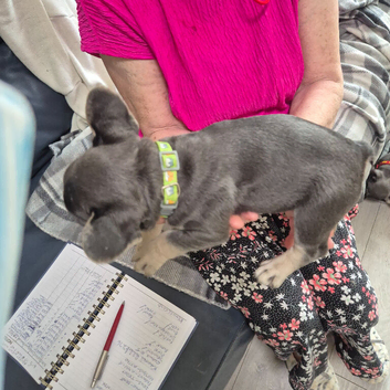 Pedigree French Bulldog Puppies for sale