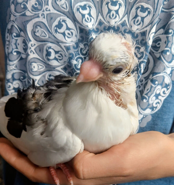 Baby pigeon