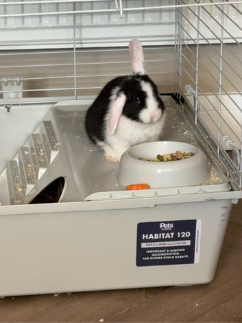 Rabbit girl Daisy 5 months old