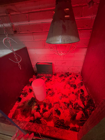 Coturnix Quail chicks mixed colours
