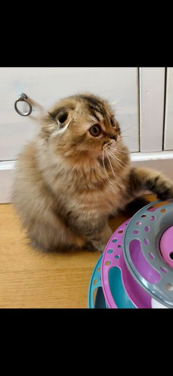 Scottish fold girl