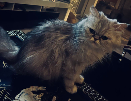 Persian chinchilla cross kittens