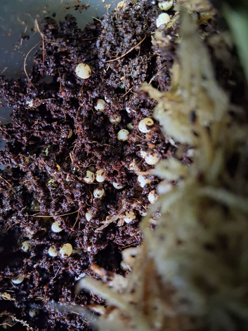 Giant African Snail eggs