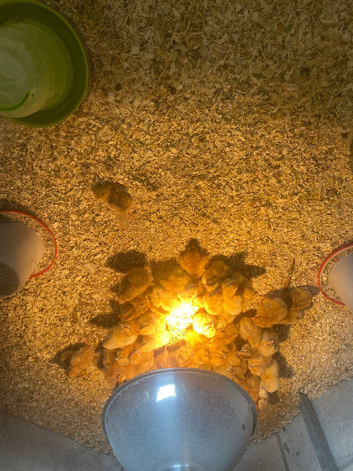 7days old  Green/Blue Egg laying pullets