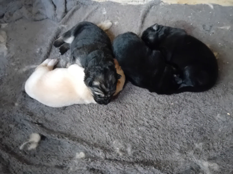 Germanshepherd pups for sale