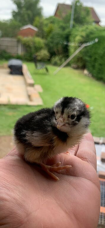 New. baby. Born cross  Maran.  Original Maran chickens