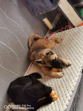 American Akita puppy male