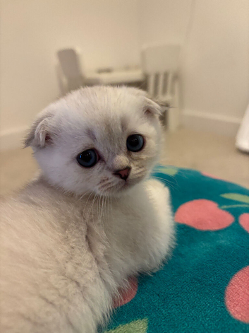 WHITE SCOTTISH FOLD KITTENS