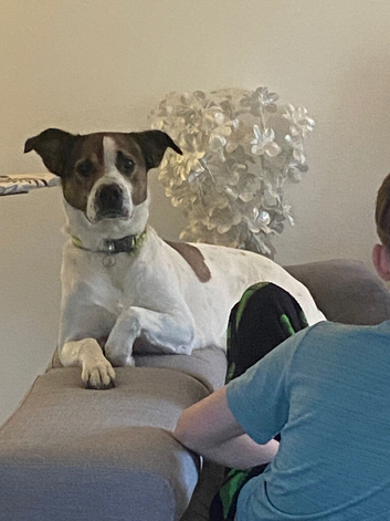 Staffy/Collie mix