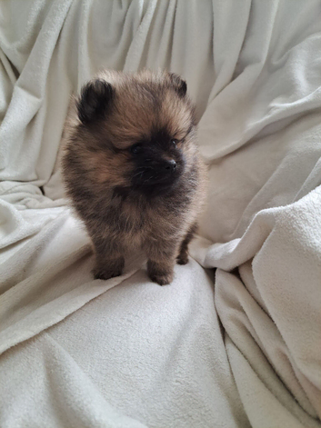 Small pomeranian girl