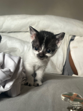 FEMALE Kitten needing a new home -IN MONTH OF JULY