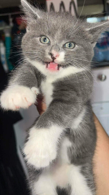 Kitten for sale