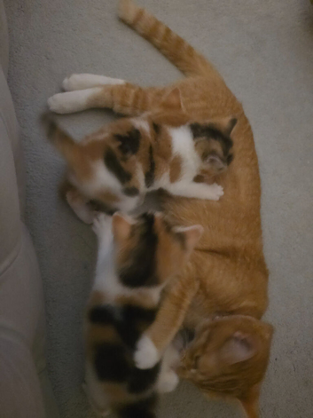 Girl kitten