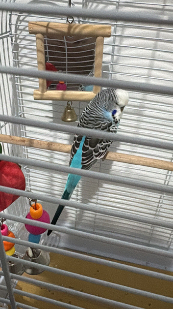 Male budgie
