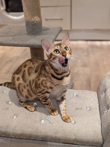 Beautiful Retired Female Bengal - Mia Seeking Her Forever Home